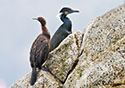 Phalacrocorax penicillatus